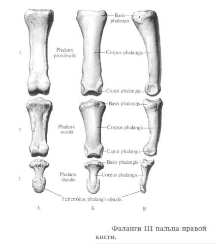 Кістки пальців (фаланги)
