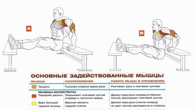Віджимання від лави - Вправи для побудови могутніх трицепсів Отжимания от скамьи - Упражнения для трицепсов