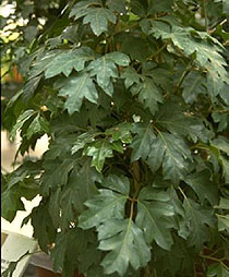 Роіціссус ромболістний Cissus rhombifolia