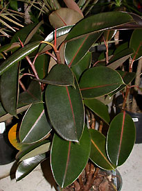 Фікус каучуконосний Ficus elastica