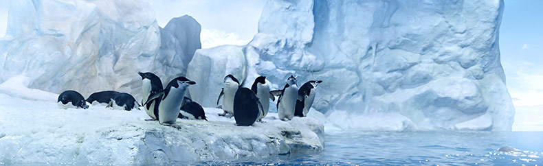 Санкції і фільтри Google накладені на сайти Пингвин (Penguin) фильтр Google