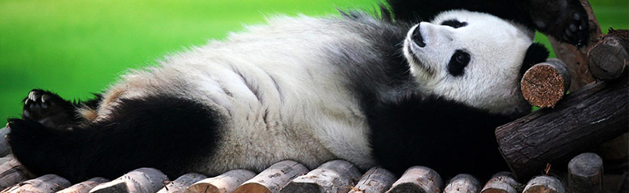 Санкції і фільтри Google накладені на сайти Панда (Panda) фильтр Google