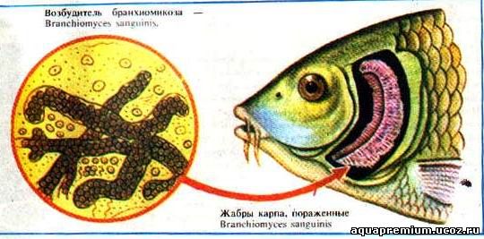 хвороби риб