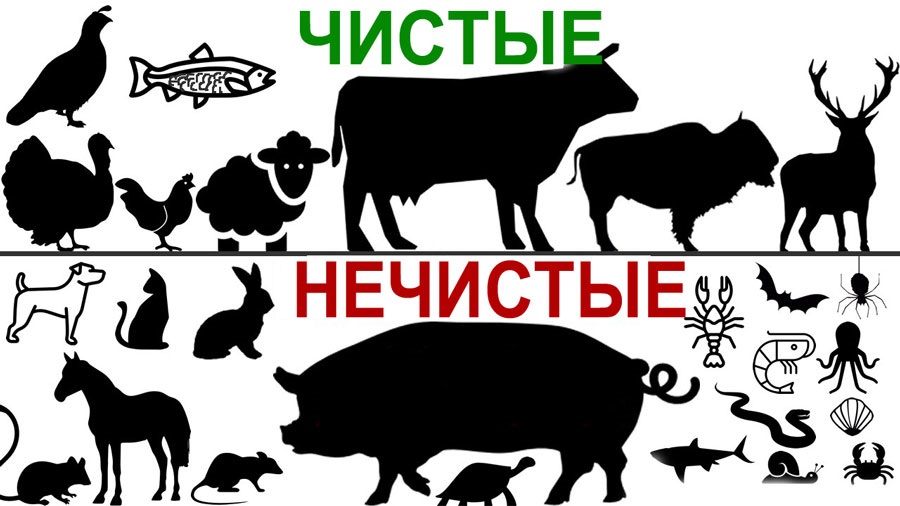 Різниця між чистими і нечистими тваринами Чистые и нечистые животные