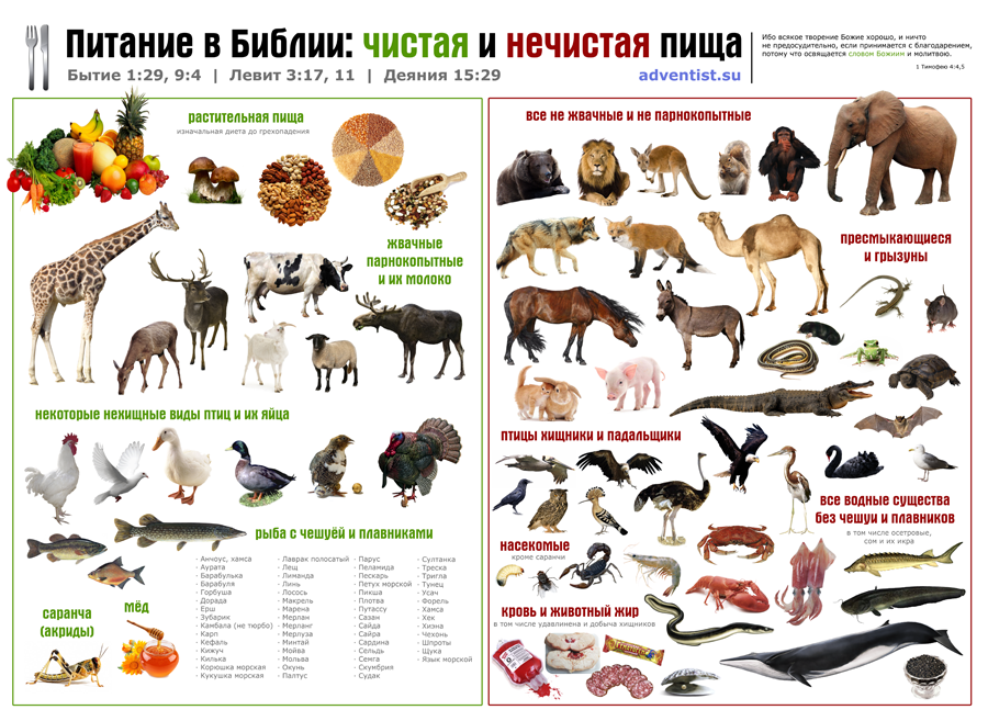 Різниця між чистими і нечистими тваринами Чистые и нечистые животные