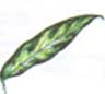 Aglaonema pseudobracteatum Аглаонема ложнопріцветніковая
