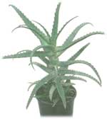Деревоподібне алое Aloe arborescens