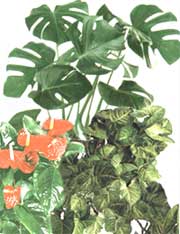 Ароїдні - Araceae