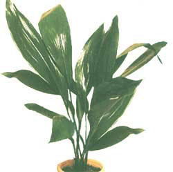 Аспидистра (чавуну рослина) - Aspidistra