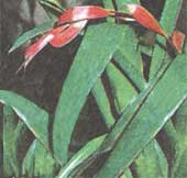 Бильбергия зеленоколірна Billbergia viridiflora