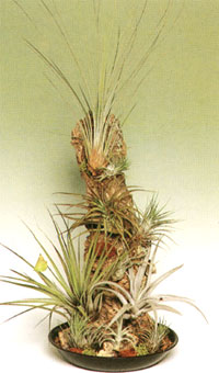 Бромелієві - Bromeliaceae