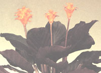 Калатея шафрану - Calathea crocata