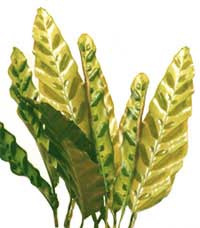 Калатея ланцетолистого - Calathea lancifolia