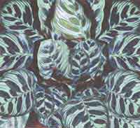 Калатея Мако - Calathea makoyana
