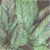 Калатея прикрашена - Calathea ornata