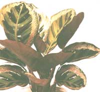 Калатея розфарбована - Calathea picta
