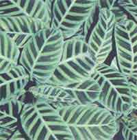 Калатея смугаста - Calathea zebrina