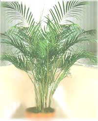 Хрізалідокарпус (Арека) - Chrysalidocarpus (Areca)