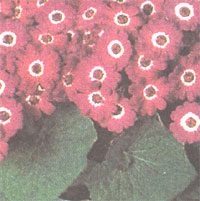 Цинерарія (Крестовник кривавий) - Cineraria (Senecio cruentus)