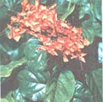 Клеродендрум яскравий - Clerodendrum splendens