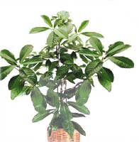Корінокарпус - Corynocarpus