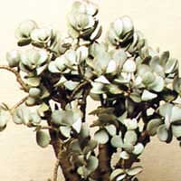 Толстянка деревоподібна - crassula arborescens