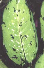Диффенбахія Баузе - Dieffenbachia bausei