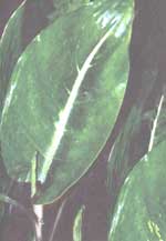 Диффенбахія Ерстеда - Dieffenbachia oerstedii