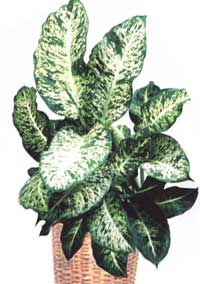 Диффенбахія розфарбована - Dieffenbachia picta