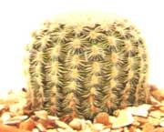 Ехіноцереус гребінчастий - Echinocereus pectinatus