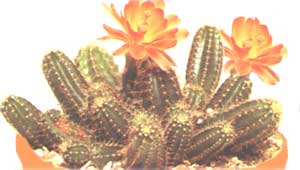 Ехіноцереус Сальм-Діка - Echinocereus salm-dyckianus