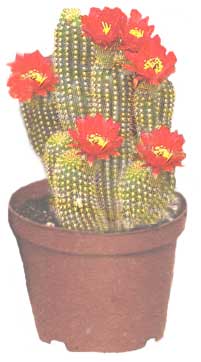 Ехінопсіс - Echinopsis