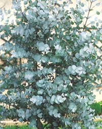 Евкаліпт - Eucalyptus