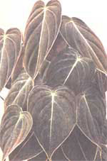 Филодендрон чорно-золотистий - Philodendron melanochrysum