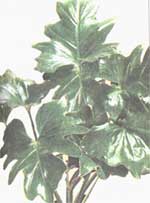 Филодендрон дваждиперістонадрезанний - Philodendron bipennifolium