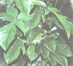 Филодендрон чешуеносний - Philodendron squamiferum
