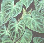 Филодендрон бородавчастий - Philodendron verrucosum