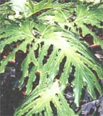 Филодендрон Селло - Philodendron selloum