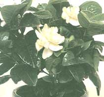 Гарденія - Gardenia