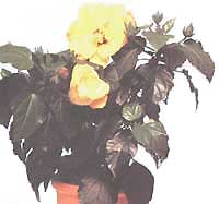 Гібіскус (Китайська троянда) - Hibiscus