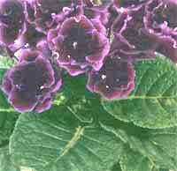 Глоксинія королівська Gloxinia regina