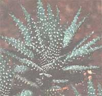 Хавортія жемчугоносная - Haworthia margaritifera