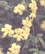 Жасмин первоцвіти Jasminum primulinum