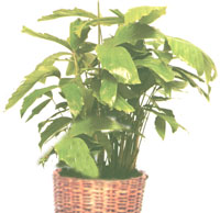 Кариота (Риб'ячий хвіст) - Caryota