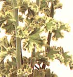 Пеларгонія кучерява - Pelargonium crispum