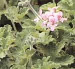 Пеларгонія запашна або мають сильний - Pelargonium graveolens