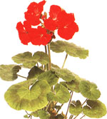 Пеларгонія садові - Pelargonium hortorum