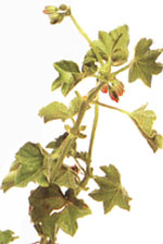 Пеларгонія щитовидна - Pelargonium peltatum