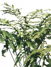Поліподіум золотий - Polypodium aureum