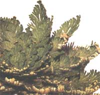 Селагинелла чешуелістная - Selaginella lepidophylla